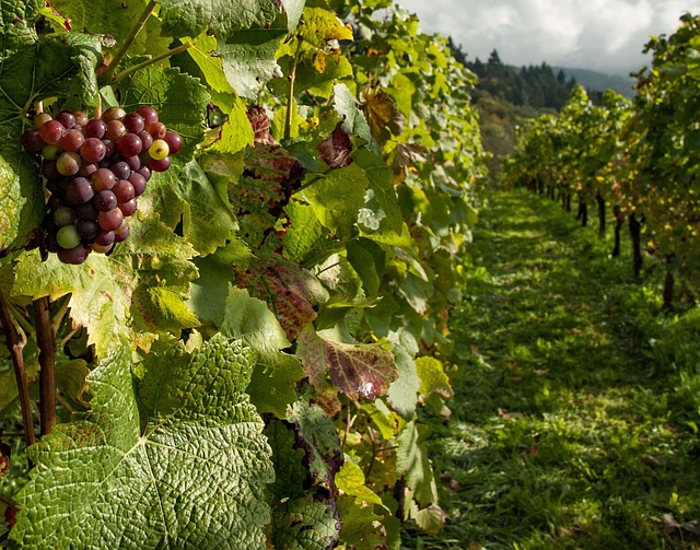 Free Fruit Vine photo and picture
