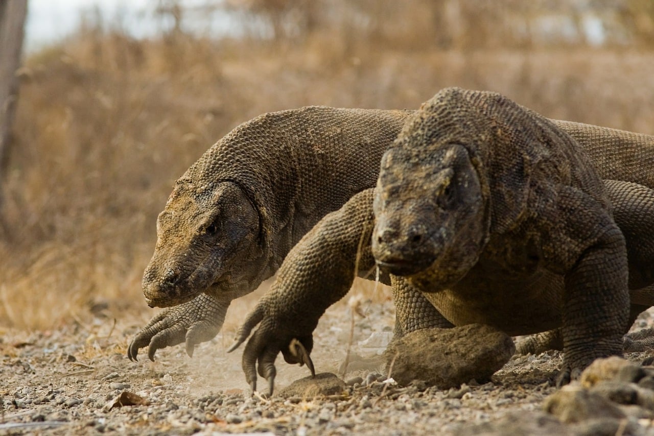 Komodo - free online jigsaw puzzle photo