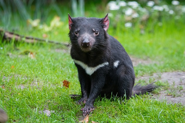 Free Tasmania Monster photo and picture