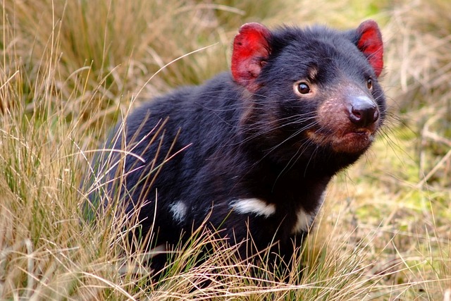 Free Tasmanian Devil photo and picture
