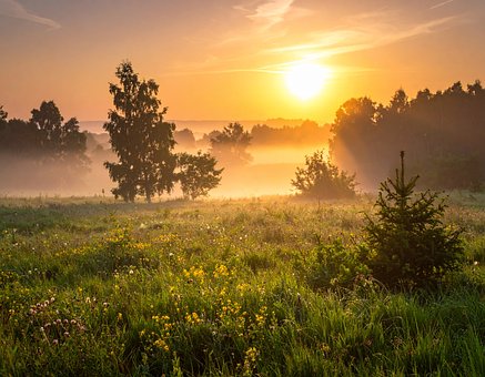Free Meadow Nature illustration and picture