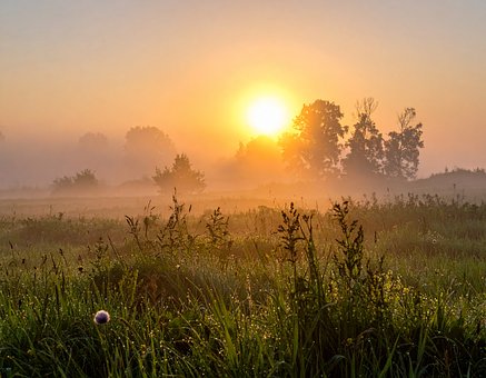Free The Fog Nature illustration and picture