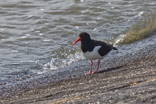 Free Bird Wader photo and picture