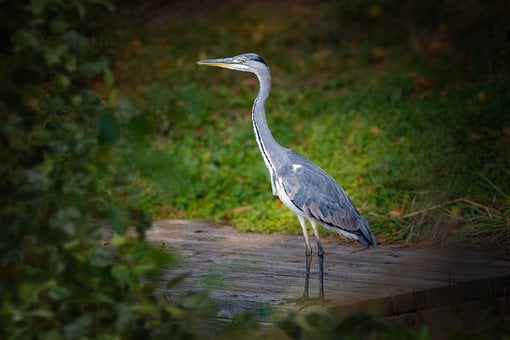 Free Grey Heron Bird photo and picture