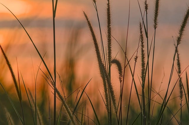 Cañas, Hierba, Amanecer, Naturaleza