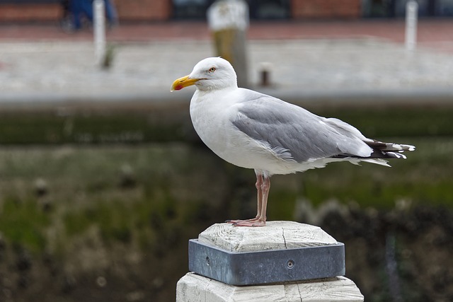 Free Nature Bird photo and picture