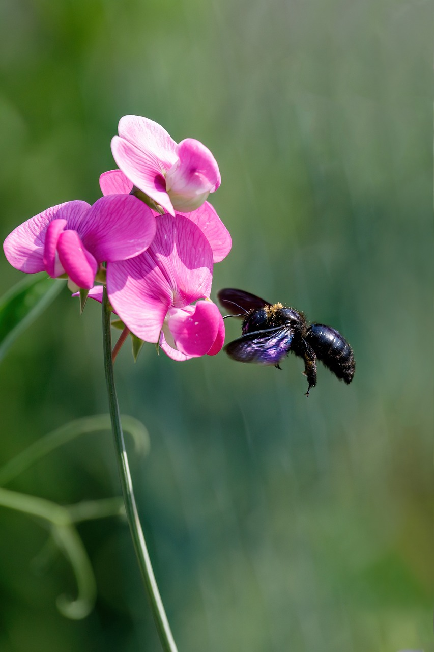 Insect Falling Fall Nature Insect - Free photo on Pixabay