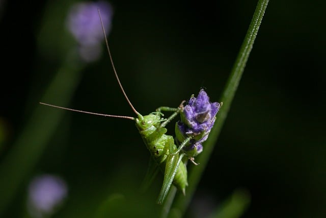 Free Nature Insect photo and picture