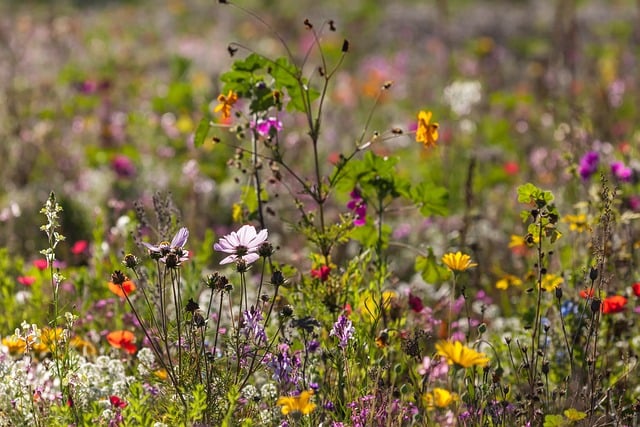 Free Nature Flower photo and picture