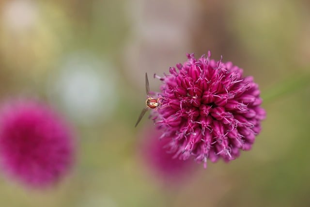 Free Nature Flower photo and picture