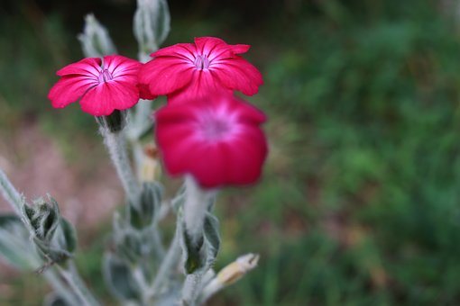 Free Pink Green photo and picture