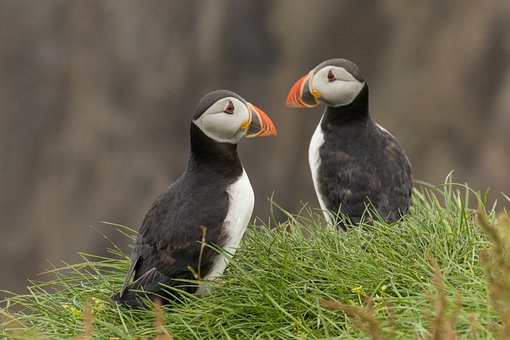 Free Puffins Faroe Islands photo and picture