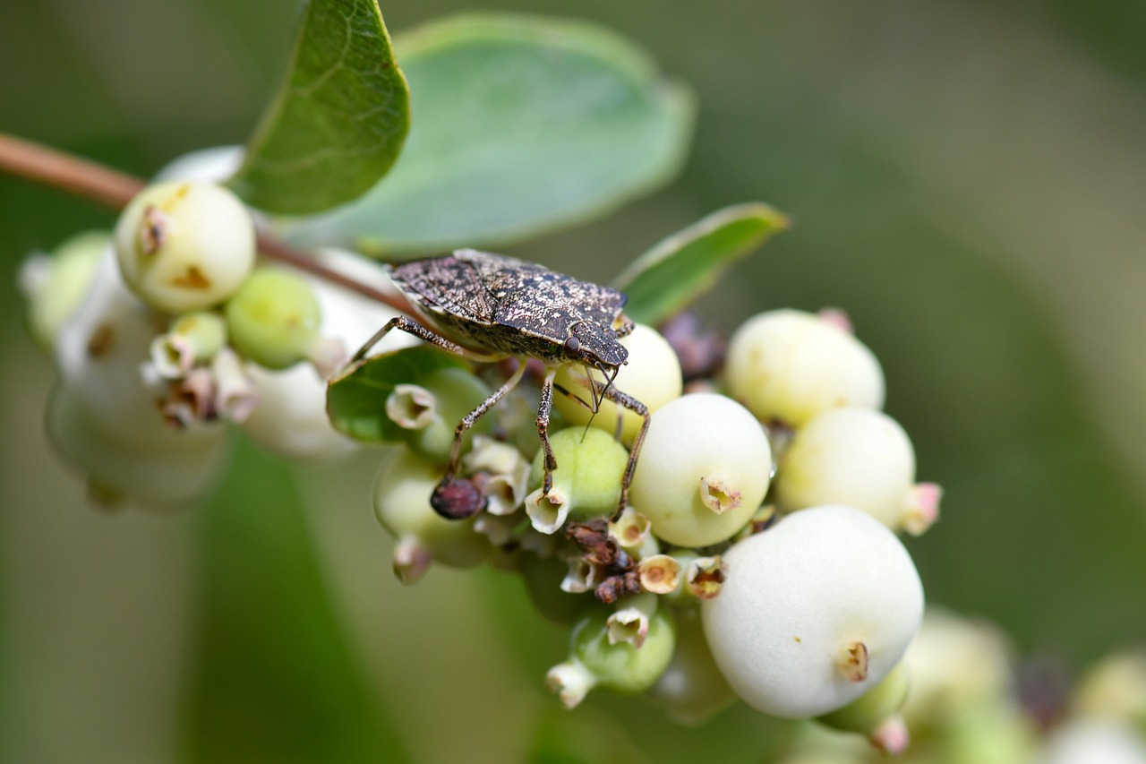 Bug Insect Macro - Free photo on Pixabay