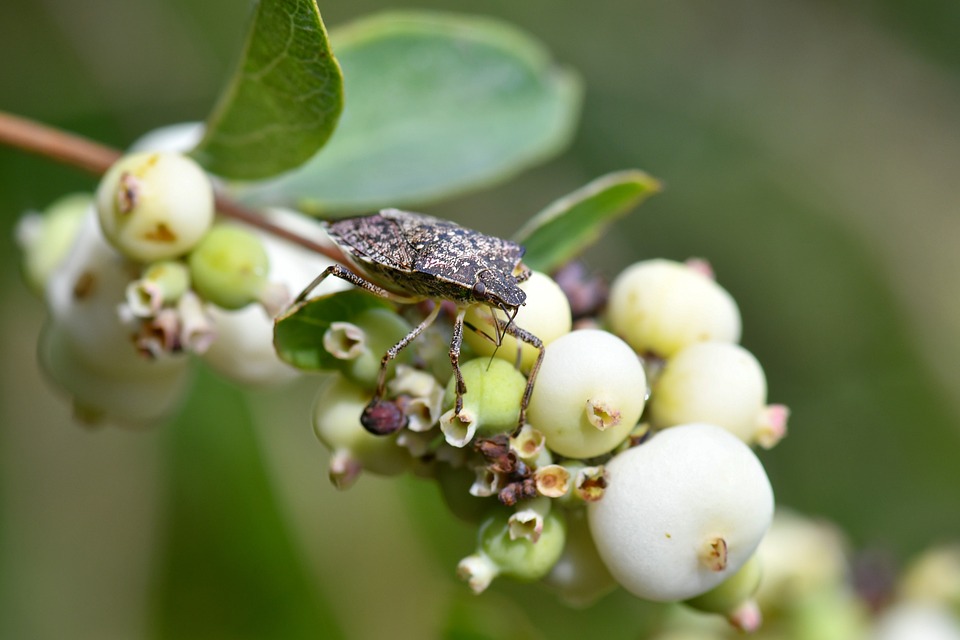 Bug Insect Macro - Free photo on Pixabay