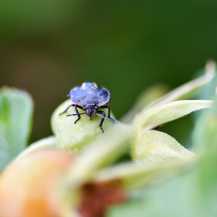 Bug Insecto Macro - Foto gratis en Pixabay
