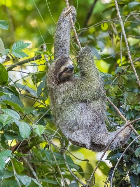 sloth, nature, animal, mammal, wildlife, rainforest, jungle, tree, climb