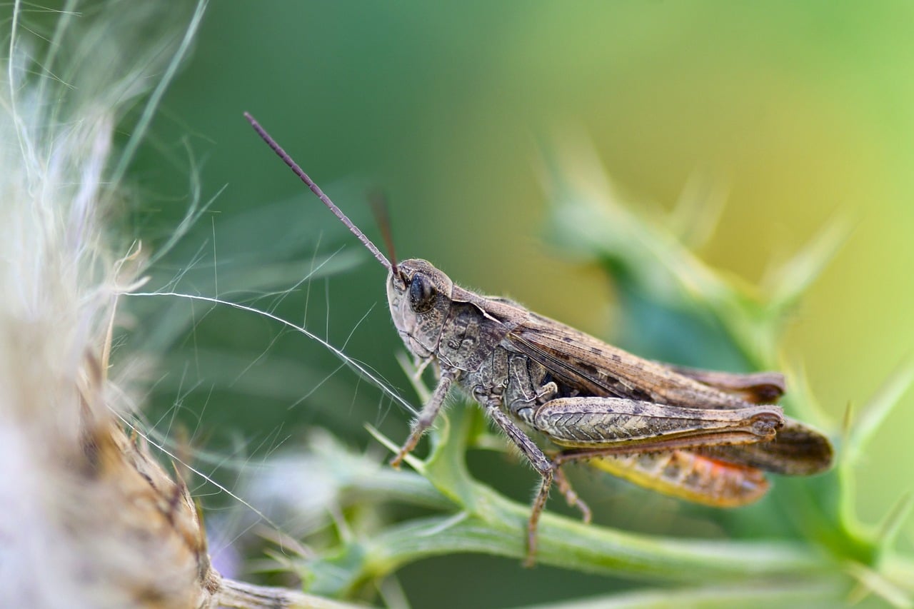 Desert Locust Insect Sprinkhaan - Gratis foto op Pixabay