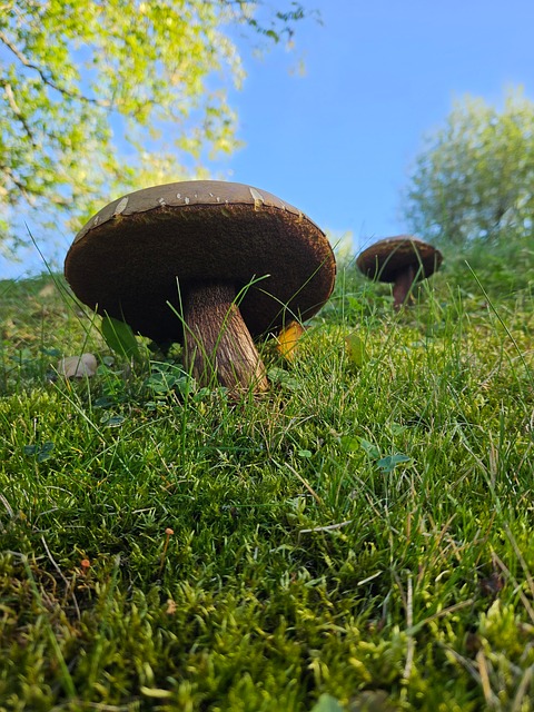 Cogumelos, Cogumelo, Boleto, Natureza