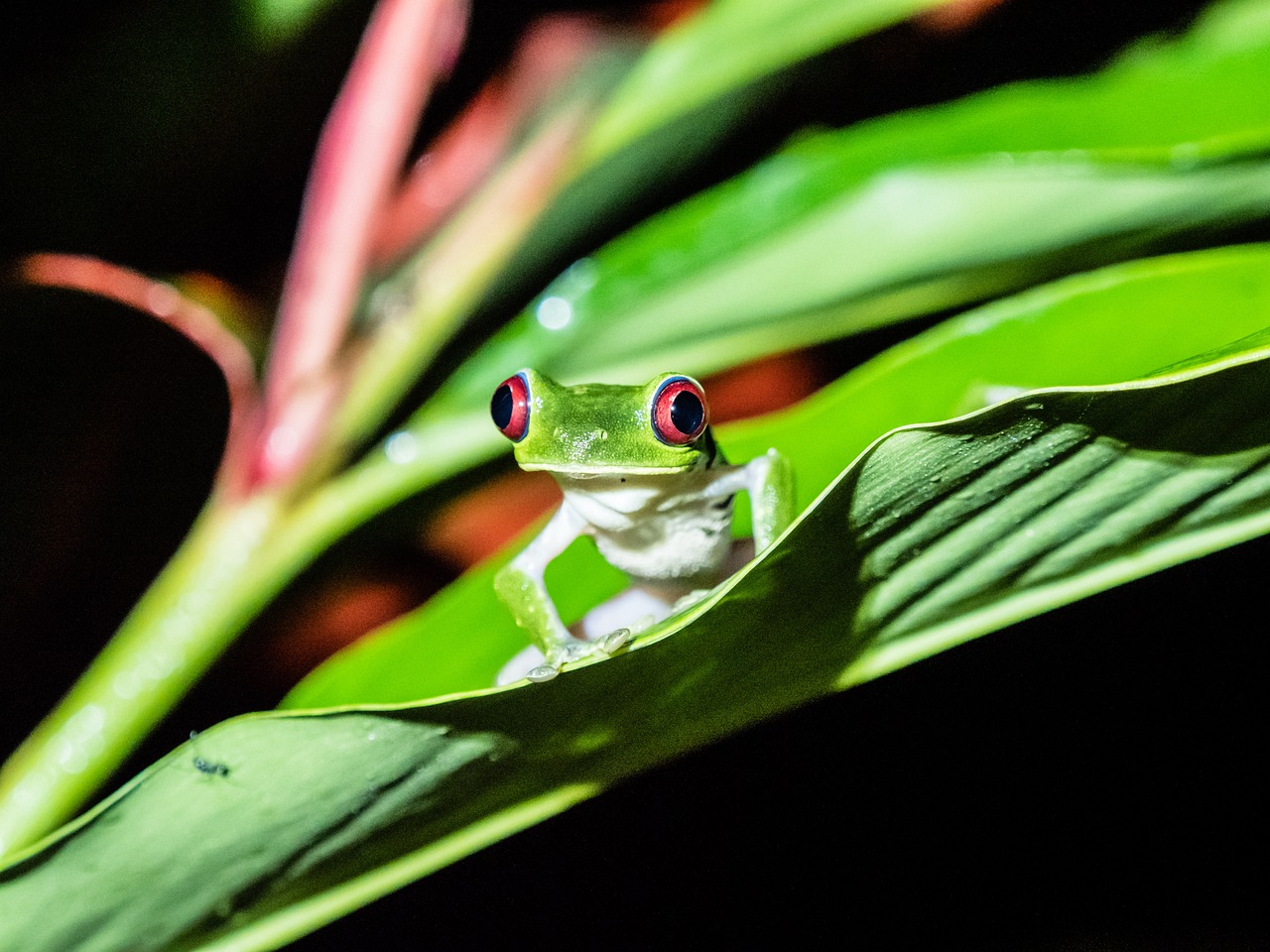 Costa Rica - free online jigsaw puzzle photo