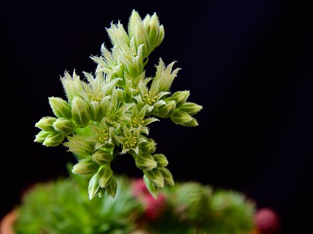 Saftig, Netřesk, Blühen, Blüte, Pflanze