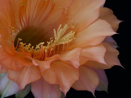 Saftig, Blühen, Blüte, Pflanze, Flora