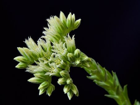 Saftig, Netřesk, Blühen, Blüte, Pflanze