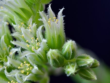 Saftig, Netřesk, Blühen, Blüte, Pflanze