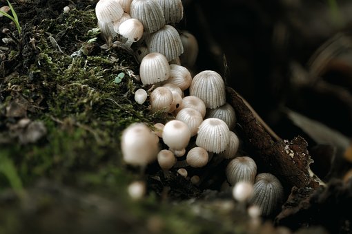 Free Mushrooms Fairy Inkcap photo and picture