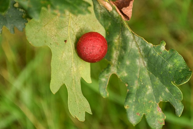 Free Gall Apple Oak Gall Apple photo and picture
