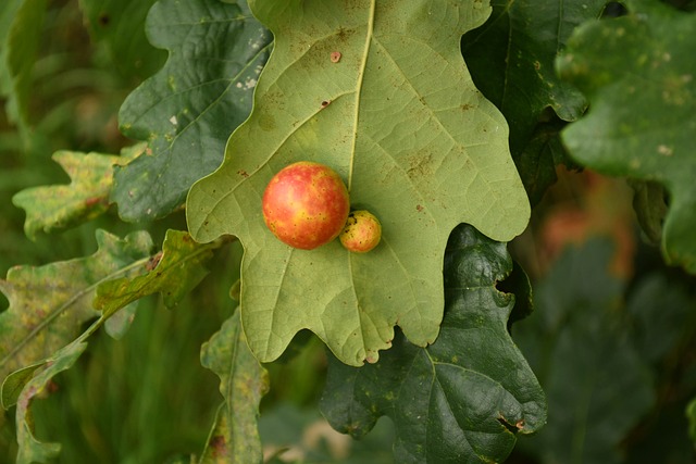 Free Oak Gall Apple Nature photo and picture