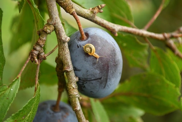 Free Snail Nature photo and picture