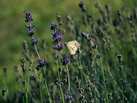 Free Butterfly Insect photo and picture