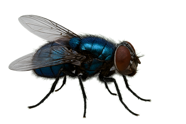 Free Stock Image Insect Download Insect, Macro, Close Up. Royalty-Free Stock Illustration Image ...