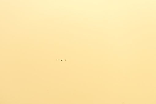 Free Bird Minimalist photo and picture
