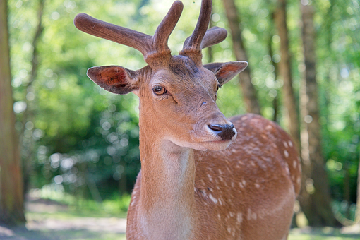 Free Fallow Deer Deer photo and picture