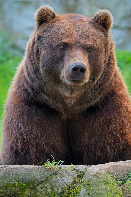 Free Brown Bear Bear photo and picture