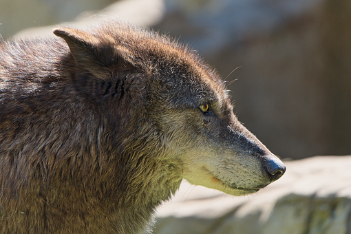 Free Wolf Nature photo and picture