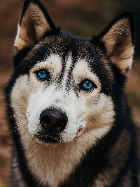 Free Animal Nature photo and picture