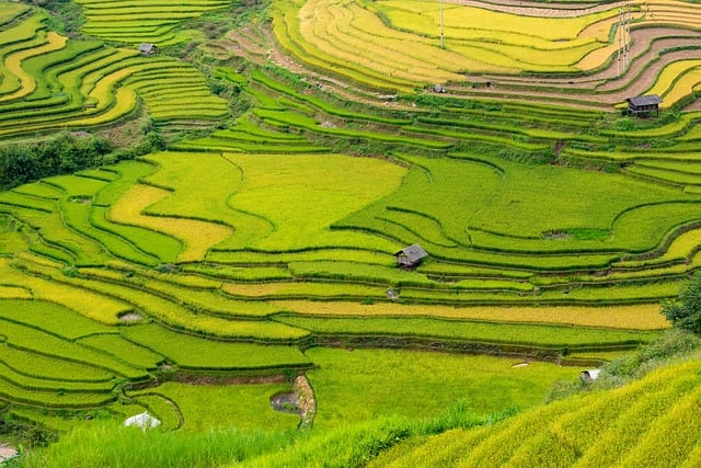 vietnam, blind cang brush, terraces, mountains and hills, tree, paddy, home, nature, natural scene