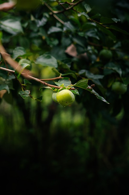 Free Nature Fruit photo and picture