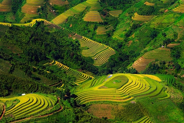 vietnam, blind cang brush, nature, terraces, mountains and hills, tree, paddy, home, natural scene, people