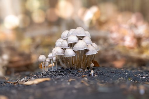 Pilze, Natur, Waldboden