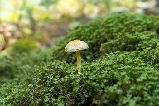 Pilze, Natur, Waldboden