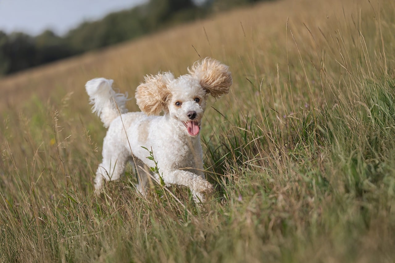 Dog - free online jigsaw puzzle photo