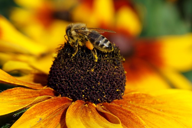 Free Flower Rudbeckia photo and picture