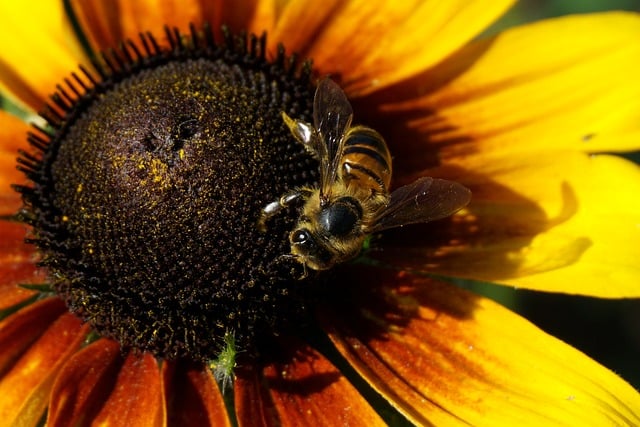 Free Flower Rudbeckia photo and picture
