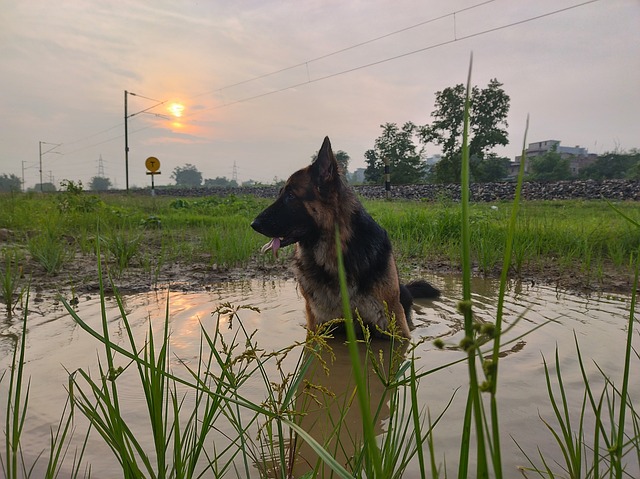 Coco, Alemán, Perro, Mascota