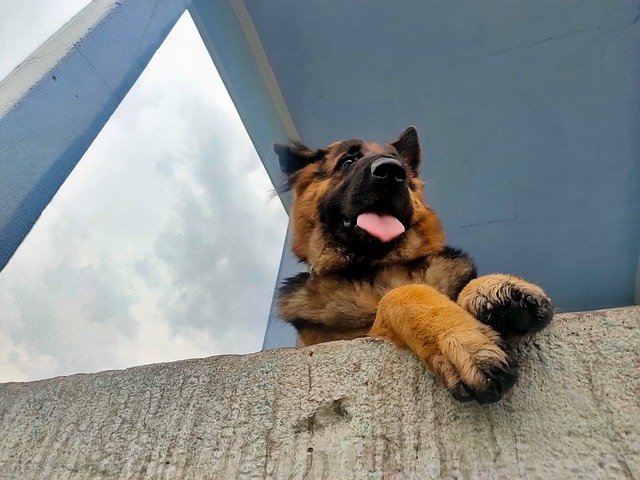 Perro, Mascota, Amigo, Coco, Ai Generado