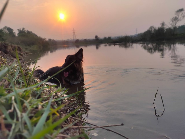 Coco, Perro, Mascota, Amigo, Ai Generado
