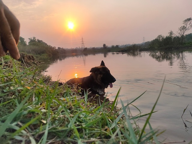 Coco, Perro, Mascota, Amigo, Ai Generado